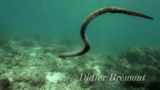 horned sea snake Perons sea snake  Hydrophis peronii [upl. by Lenno]