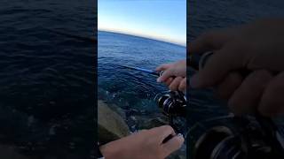 Barracuda Live Strike  Corsica shorefishing rockfishing shorejigging [upl. by Normand]