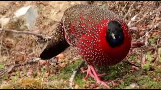 Satyr Tragopan [upl. by Fiel]