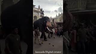 Mysuru Dasara Star Bheema walking in Palace mysorechamundeshwari elephant travel mysorekingdom [upl. by Maon258]