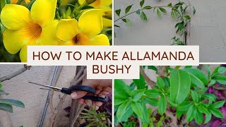 How to make allamanda flowering plant bushy  pruning with update  after cutting surprise growth🍁 [upl. by Ihsir]