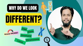 What are Chromosomes  DNA  Genes  Alleles [upl. by Neda342]