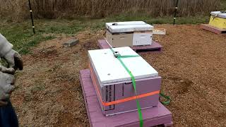 Prepping Hives for Winter Last Steps honeyfarming overwinteringbees insulatingbees [upl. by Barger]