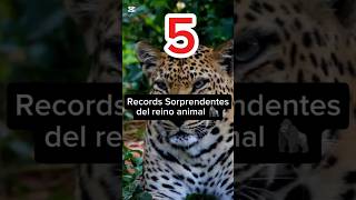 🌏5 RECORDS SORPRENDENTES DEL REINO ANIMAL 💯 curiosidades [upl. by Jud]