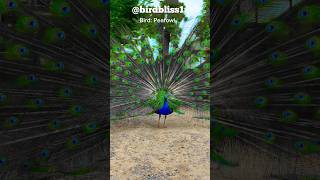 Peafowl Bird SoundsCall peacock birds amazing [upl. by Eveineg999]