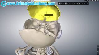 Skull Anatomy  Inside And Inferior Head Anatomy 3 [upl. by Korella]