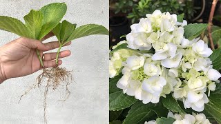 Growing hydrangeas quickly takes root thanks to this fruit [upl. by Enailuj]