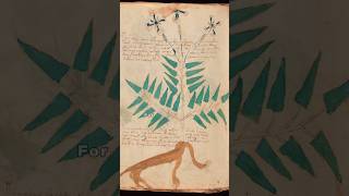 The Unreadable Voynich ManuscriptVoynichManuscript UnsolvedMystery Cryptography shorts viral [upl. by Eek738]