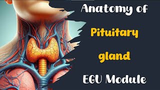 Pituitary gland  Anatomy  EGU module  Med Robot  Lecture 1  Adham Saleh [upl. by Katlin]