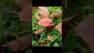 Herfst2024 paddenstoelen mushrooms autumn2024 [upl. by Swithbart]