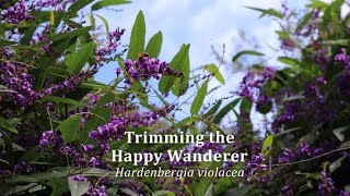 GrowHome  Satisfying Trimming the Happy Wanderer  Hardenbergia violacea  Gardening  AMSR  4K [upl. by Eaver]