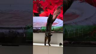 Cats watch TV and interact [upl. by Recor]