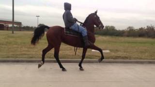 Sold  Nichole  Standardbred Saddlebred Mare Rosharon Tx [upl. by Arytahs]