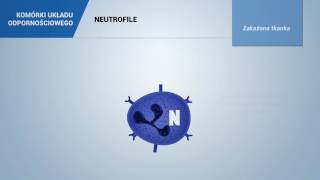 NEUTROFILE [upl. by Leamse]