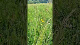 ASMR Summerfeeling im Schwarzwald asmrsummerfeeling summervibesnatur naturliebe biene [upl. by Zeph]