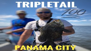 Fishing for TRIPLETAIL in FLORIDA [upl. by Elocen438]