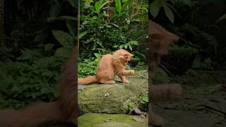 Tessie the Cat Guardian of the Garden cat garden plants [upl. by Akinahs]