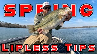 Lipless Crankbait Tricks and Spring Bass Fishing Tips [upl. by Anialam706]