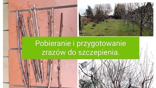 Pobieranie i przygotowanie zrazów do szczepienia [upl. by Einafats625]