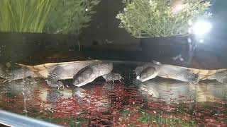 Chelodina mccordi [upl. by Ticknor]