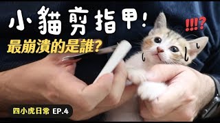 【黃阿瑪的後宮生活】小貓剪指甲！最崩潰的是誰？四小虎日常EP4 [upl. by Idid]