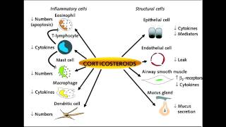 Asthma Drugs  Corticosteroids Beclomethasone amp Fluticasone [upl. by Kcirnek]