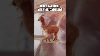 International Year of Camelids 2024 unitednations mammals shubhamsir [upl. by Nothsa]