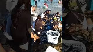 Nagkagulo Ang mga tao sa pag dagsa Ng napakaraming isda sa Pangpang🙏 [upl. by Peggie]