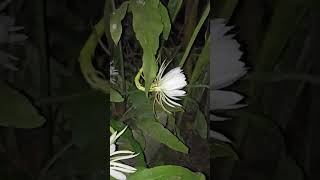 ব্রহ্মকমল। Night Queen nightflower nightqueen flowers whiteflower [upl. by Annnora]