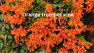 ORANGE TRUMPET VINEPYROSTEGIA VENUSTAKUNG HEI FAT CHOIArlyn Aquino vlog [upl. by Auop]