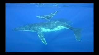 SORTIE BALEINES presquîle de Tahiti du 29 09 24 APRÈS MIDI [upl. by Haidabez427]