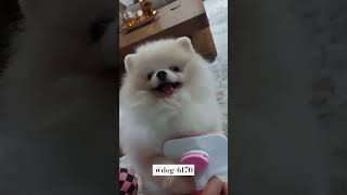 🔴🐕اشک تمساح هاپو کوچولو🐕🔴🤣🤣puppy شیطون shorts shortvideo dogsاشکتمساح فضولي [upl. by Nirrol620]