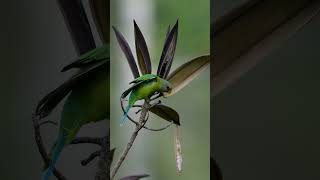 Plum headed parakeet birds kerala wildlife nature nelliyampathi nelliyampathy [upl. by Randene]