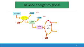 08 5 Balance y Fermentaciones [upl. by Glover]