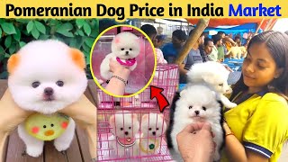 Pomeranian Dog Price In Indian Market  Teacup Dog Price  Pomeranian puppies price  Cute Pom Dog [upl. by Esma]