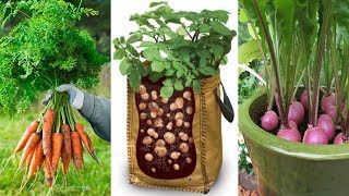 4 Of The Easiest Root Vegetables To Grow In Containers Even If You Live In Apartment [upl. by Nabi]