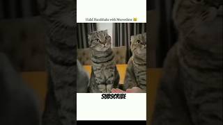 Halal hand shakes with cats 🐱🐱। cat catlover islam [upl. by Sherill342]