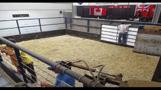 Cattle Sale Tuesday August 8 2023 [upl. by Azeria]