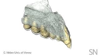 This ancient jaw is speaking up about when humans left Africa  Science News [upl. by Hutchins]