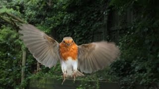 Robin in flight and feeding [upl. by Assiran]