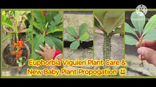 Euphorbia Viguieri Details Baby Plant Propogation viralvideo long outdoorplant euphorbia [upl. by Bland374]