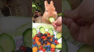 Cute Rabbit🎉🐾🐹shorts pets bunny rabbit [upl. by Atiuqcaj]