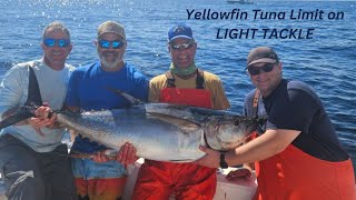 Yellowfin Tuna LIMIT on LIGHT TACKLE [upl. by Korney]