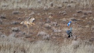 Coyote Charges FOXPRO XDecoy [upl. by Llertnek]