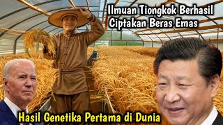 Keajaiban Teknik Pertanian China Berhasil Ciptakan Beras Emas Trans Genetika Pertama Di Dunia [upl. by Ettennan]