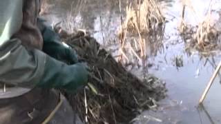 Trapping Muskrats on house with foothold trap [upl. by Ahsaeit]