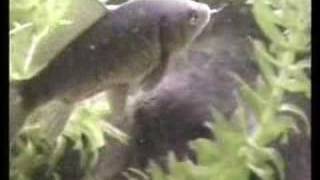 My Prussian Carp in fish tank  Giebel im Aquarium 47 [upl. by Morie]