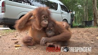 Saving Baby Orangutans From Smuggling  Foreign Correspondent [upl. by Akoek]