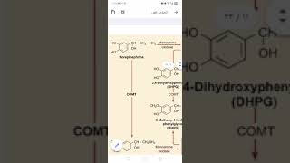 Catabolism of catecholamines تكسير الكاتيكولامينات شرح عربي وانجليزي [upl. by Ube]