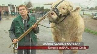 Les plus beaux charolais à La RochesurYon [upl. by Kanor989]